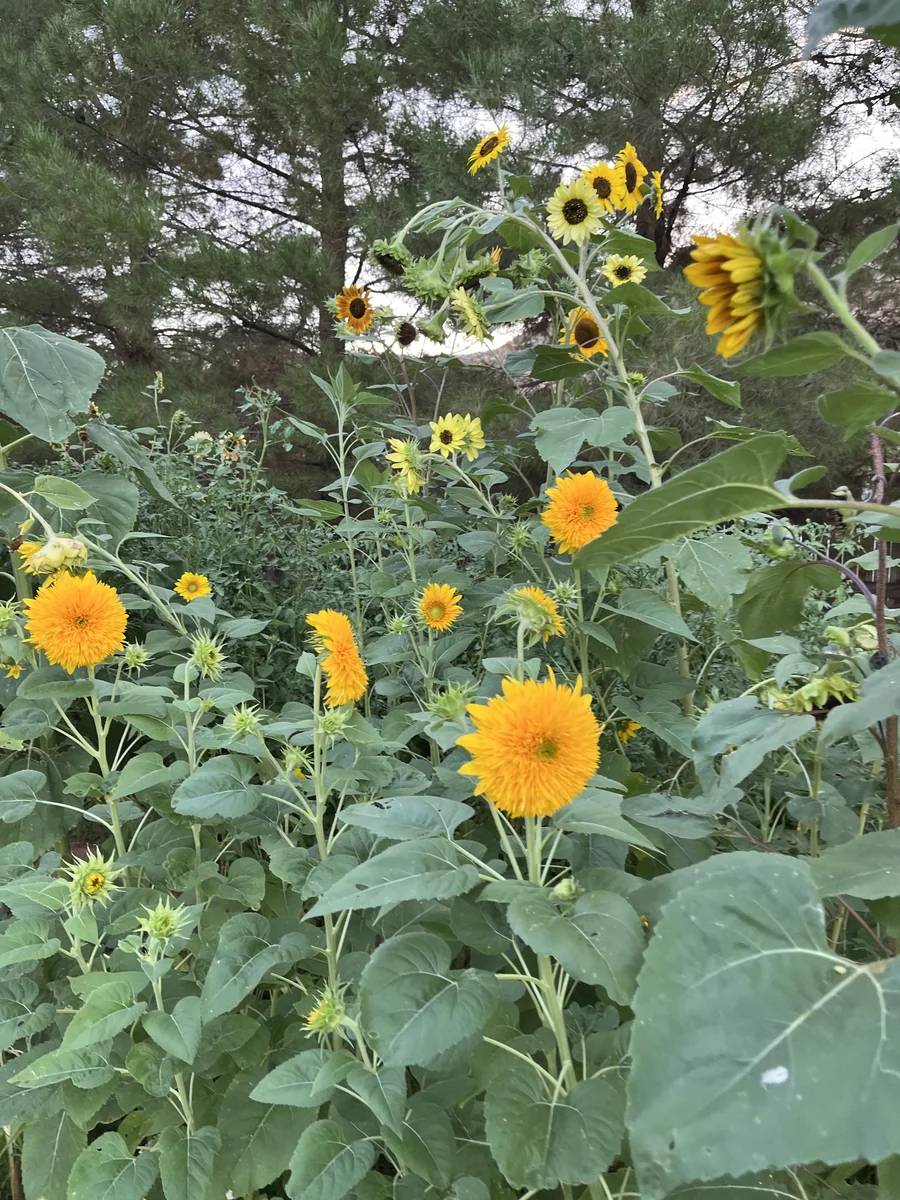 The Sunflower Patch